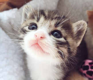 測(cè)繪CAD丨批量標(biāo)注坐標(biāo)，你不需要嗎？